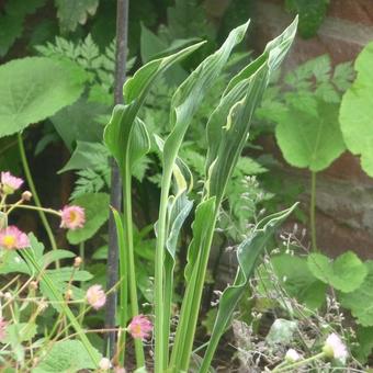 Hosta 'Praying Hands'