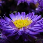 Aster dumosus 'Blue Lapis' - Herstaster