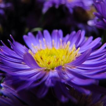 Aster dumosus 'Blue Lapis'