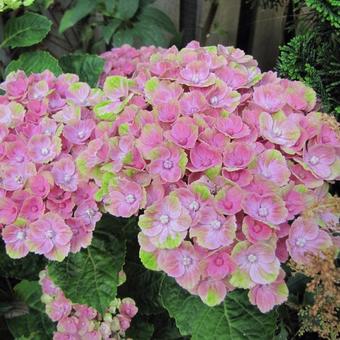 Hydrangea macrophylla 'MAGICAL Coral Pink'