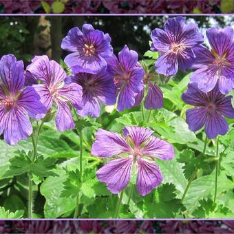 Geranium x magnificum