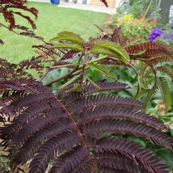 Albizia julibrissin 'Summer Chocolate'