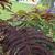 Albizia julibrissin 'Summer Chocolate'