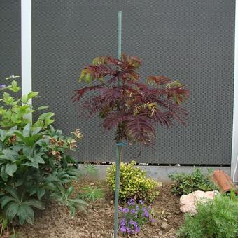 Albizia julibrissin 'Summer Chocolate'