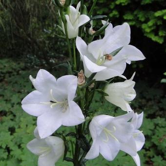 Campanula persicifolia 'Alba'