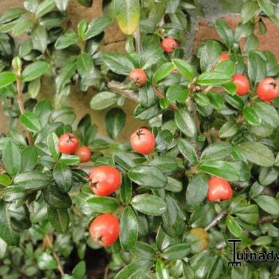 Cotoneaster Dammeri - Dwergmispel