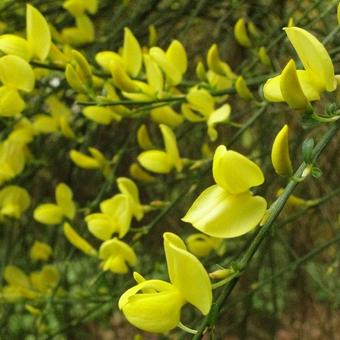 Cytisus scoparius