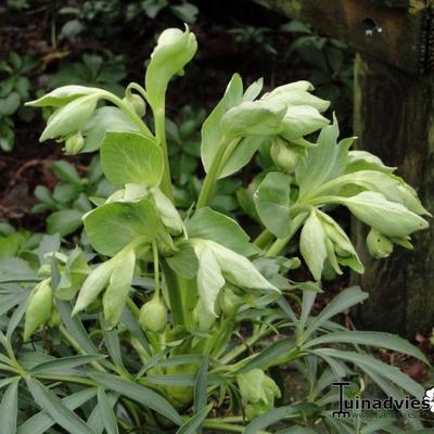 Stinkend nieskruid - Helleborus foetidus