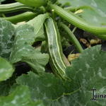 Cucurbita pepo L 'Striato d’Italia' - Courgette