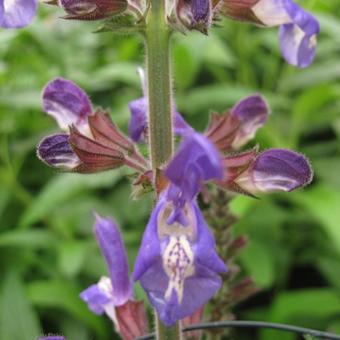 Salvia forsskaolei