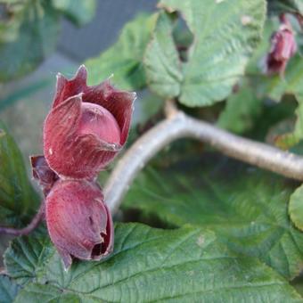 Corylus avellana 'Red Majestic'