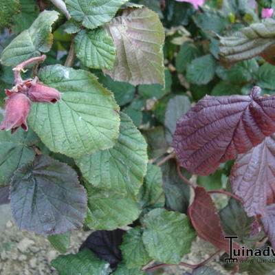 Rode Krulhazelaar, Rode kronkelhazelaar - Corylus avellana 'Red Majestic'