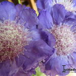 Scabiosa caucasica - Duifkruid