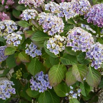 Hydrangea macrophylla 'Frau Taiko'