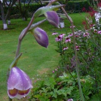 Gladiolus papilio