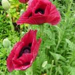 Papaver orientale 'Marlene' - Oosterse papaver