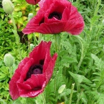 Papaver orientale 'Marlene'