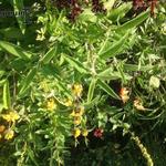 Phlomis lanata - Brandkruid