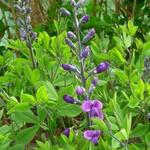 Baptisia australis 'Purple Smoke' - Valse indigo / Baptist / Indigolupine - Baptisia australis 'Purple Smoke'