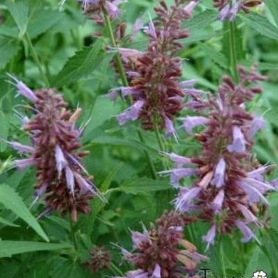 Dropplant - Agastache 'Linda'