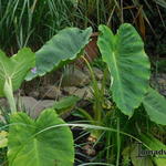 Alocasia - Olifantsoor, Taro