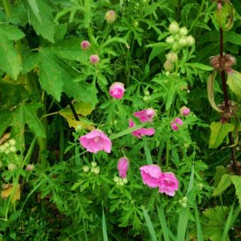 Malva moschata 'Rosea'