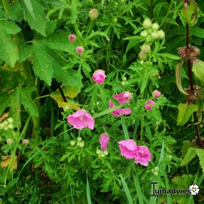 Muskuskaasjeskruid, Kaasjeskruid - Malva moschata 'Rosea'