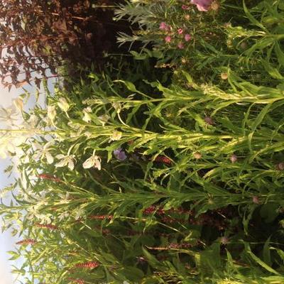 Bastaardwederik - Epilobium angustifolium 'Alba'