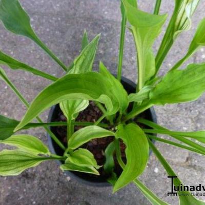 Hartlelie/Funkia - Hosta 'Outhouse Delight' 