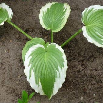 Hosta 'Bridal Falls'