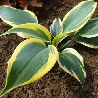 Hosta 'Ben Vernooij'