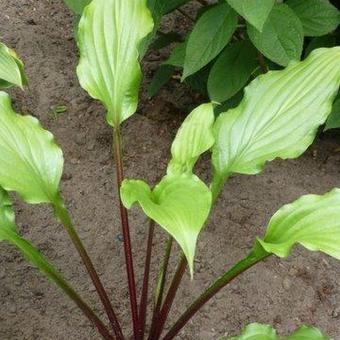 Hosta 'China Girl'