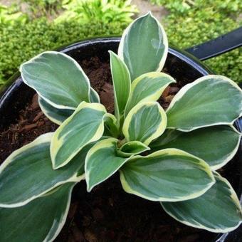 Hosta 'Funny Mouse'