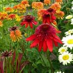 Echinacea purpurea 'SOMBRERO Salsa Red' - Rode zonnehoed