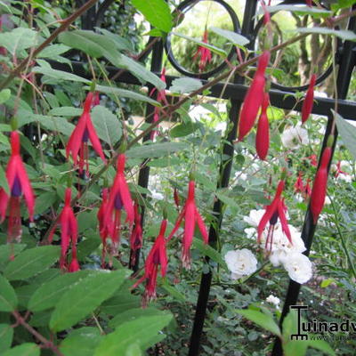 Fuchsia magellanica - Bellenplant