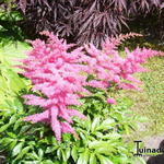 Astilbe 'YOUNIQUE Cerise' - Pluimspirea