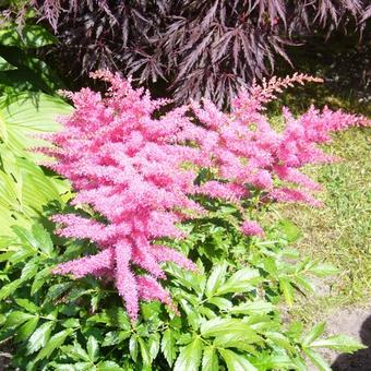 Astilbe 'YOUNIQUE Cerise'