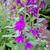 Lobelia x speciosa 'Hadspen Purple'