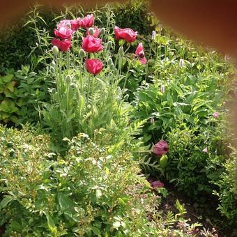 Papaver orientale 'Marlene'