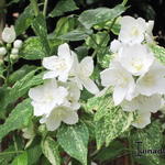 Philadelphus 'Innocence' - Boerenjasmijn