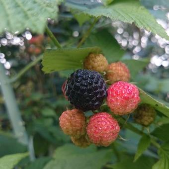 Rubus occidentalis 'Black Jewel'