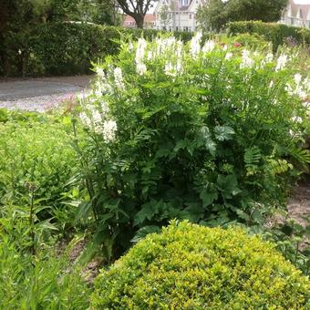 Galega officinalis 'Alba'