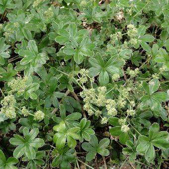 Alchemilla alpina