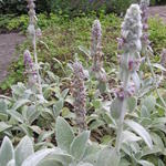 Stachys byzantina 'Big Ears' - Ezelsoor, bereoren, andoorn