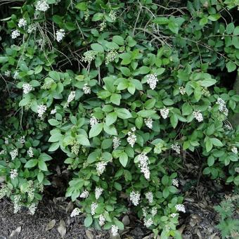 Ligustrum ovalifolium