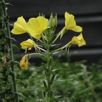 Oenothera