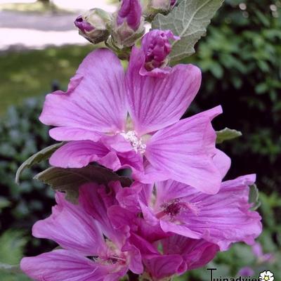 Struikmalva - Lavatera x clementii 'Burgundy Wine'