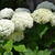 Hydrangea arborescens 'Annabelle'