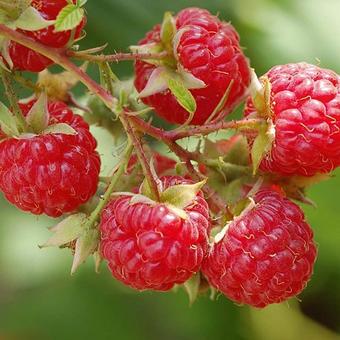 Rubus idaeus 'Autumn Bliss'