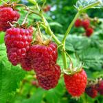 Rubus idaeus 'Glen Ample' - Zomerframboos